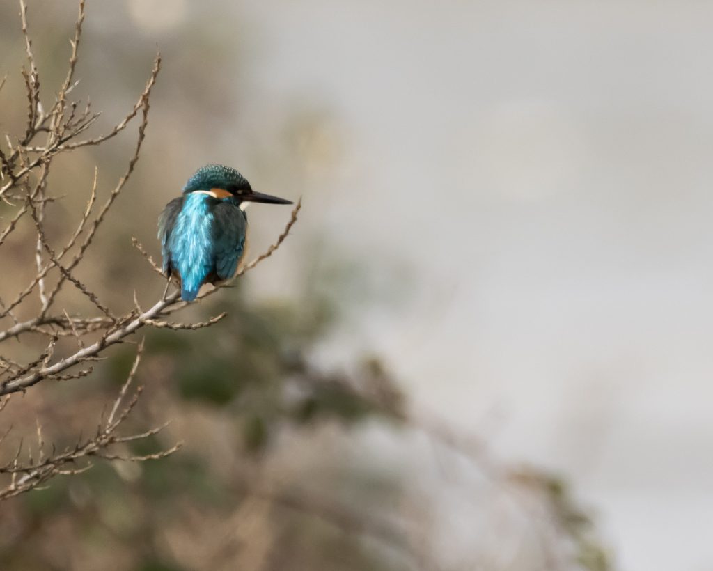 Kingfisher